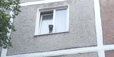 На Рівненщині рятувальники визволяли кота, який застряг у вікні (ФОТО)